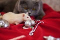 Hunting concept cat and mouse, gray cat white rat white mouse