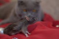 Hunting concept cat and mouse gray cat gray