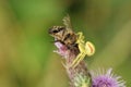 A hunting Crab Spider, Thomisidae, Misumena vatia, feeding on a Honey Bee, that it has just caught on a Thistle flower.