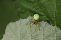 A hunting Cucumber Green Orb Spider, Araniella cucurbitina sensu stricto, hiding on the underside of a leaf. Royalty Free Stock Photo