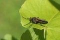 A hunting Dagger Fly, Empis tessellata, perching on a leaf in spring.