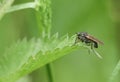 A hunting Dagger Fly, Empis tessellata, perching on a Stinging Nettle leaf in spring.