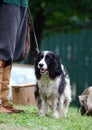 Hunting Dog Royalty Free Stock Photo