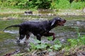 Hunting dog Royalty Free Stock Photo