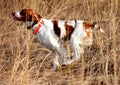 Hunting Dog Royalty Free Stock Photo