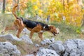 Hunting dog Royalty Free Stock Photo