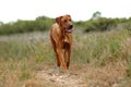 Hunting dog Royalty Free Stock Photo