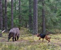 Hunting dog attack wild boar