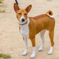Hunting dog Basenji breed Royalty Free Stock Photo