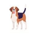 Hunting dog of Beagle breed. Multicolor doggy standing with tongue hanging out. Friendly pet with raised tail. Flat