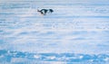 A hunting dog breed English Springer Spaniel in the winter in running walks in the snow with the wind Royalty Free Stock Photo