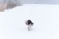 A hunting dog breed English Springer Spaniel in the winter in running walks in the snow with the wind Royalty Free Stock Photo