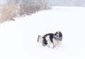 A hunting dog breed English Springer Spaniel in the winter in running walks in the snow with the wind Royalty Free Stock Photo