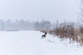 A hunting dog breed English Springer Spaniel in the winter in running walks in the snow with the wind Royalty Free Stock Photo