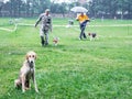 Hunting dog of breeds english hound sitting on the grass. Walking dogs