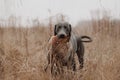 Hunting dog carries pheasant game in mouth Royalty Free Stock Photo