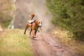 A hunting dog chasing probably a wild boar