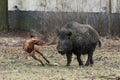 Hunting dog chasing wild boar