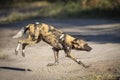 Hunting dog crossing the road in Khwai River in Okavango Delta in Botswana Royalty Free Stock Photo