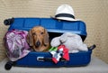 A hunting dog of the Dachshund breed lies in an open large blue suitcase among various things.