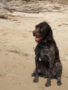 Hunting dog, Drathaar sitting on a beach wet after swimming in the river Royalty Free Stock Photo