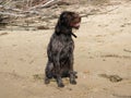 Hunting dog, Drathaar sitting on a beach wet after swimming in the river Royalty Free Stock Photo