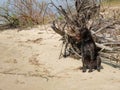 Hunting dog, Drathaar sitting on a beach wet after swimming in the river Royalty Free Stock Photo