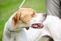 Hunting dog english pointer portrait. Close up.