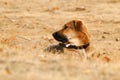 Hunting dog in the field Royalty Free Stock Photo