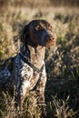 Hunting dog Royalty Free Stock Photo