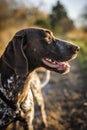 Hunting dog Royalty Free Stock Photo