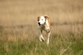 Hunting dog in the field Royalty Free Stock Photo