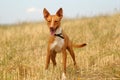 Hunting dog in the field Royalty Free Stock Photo