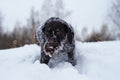 Hunting dog in the field in winter. German wire hair