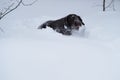 Hunting dog in the field in winter. German wire hair