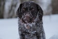 Hunting dog in the field in winter. German wire hair