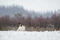 Hunting dog fox terrier, running in the snow in the wild. Royalty Free Stock Photo