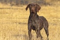 Hunting dog in front Royalty Free Stock Photo