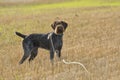 Hunting Dog Royalty Free Stock Photo