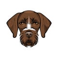 Hunting Dog German Wirehaired Pointer . Vector Illustration.