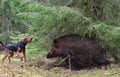 Hunting with dog Royalty Free Stock Photo