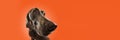 Happy Weimaraner with brown fur posing over orange studio background. Hunting dog. Banner with copy space for text, ad Royalty Free Stock Photo