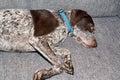 Hunting dog lies on his side on the matur Royalty Free Stock Photo