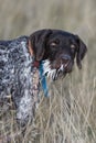 A hunting dog with a mouthful of Porcupine quills