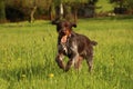 Hunting dog need plenty of daily exercise to keep him sharp and fit. Barbu tcheque in a sprint for his loot. Humorous face with