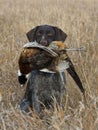 A Hunting Dog with a Pheasant Royalty Free Stock Photo