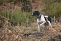 Hunting dog, pointer breed, pointing Royalty Free Stock Photo