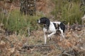 Hunting dog, pointer breed, pointing Royalty Free Stock Photo