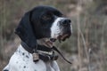 Hunting dog, pointer breed, pointing Royalty Free Stock Photo