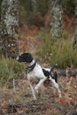 Hunting dog, pointer breed, pointing Royalty Free Stock Photo